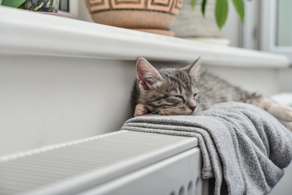 Chat qui dort sur un radiateur